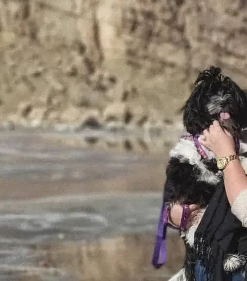 سگ گمشده|حیوانات|ارومیه, |دیوار