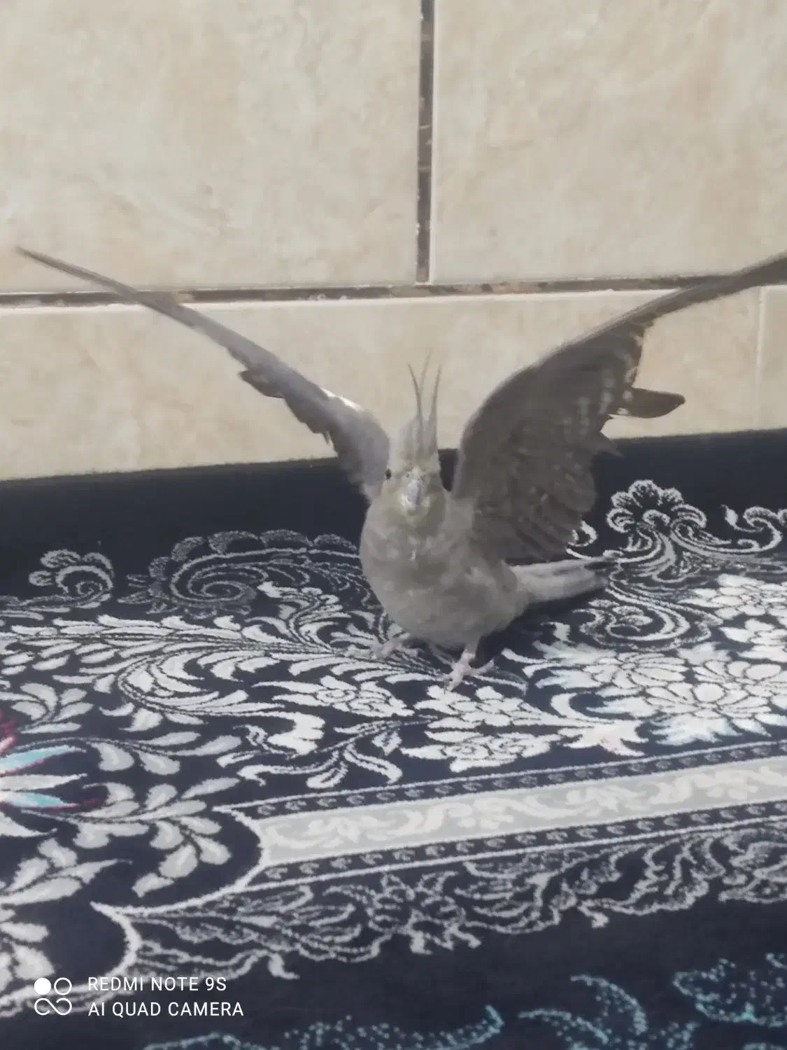 پرنده|پرنده|مرودشت, محمد آباد|دیوار