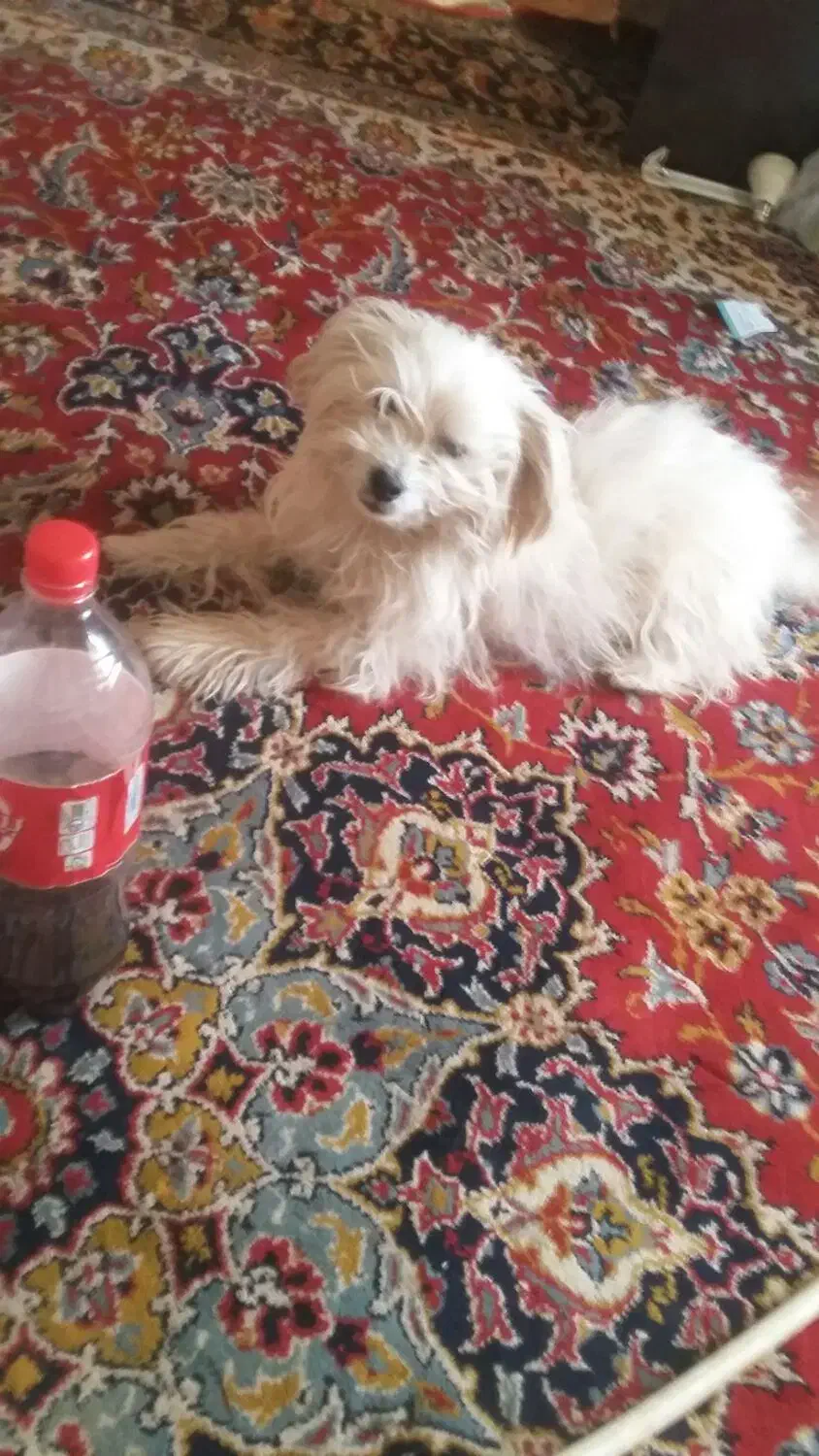 سگ پاکوتا|سگ|فردوس (خراسان), |دیوار