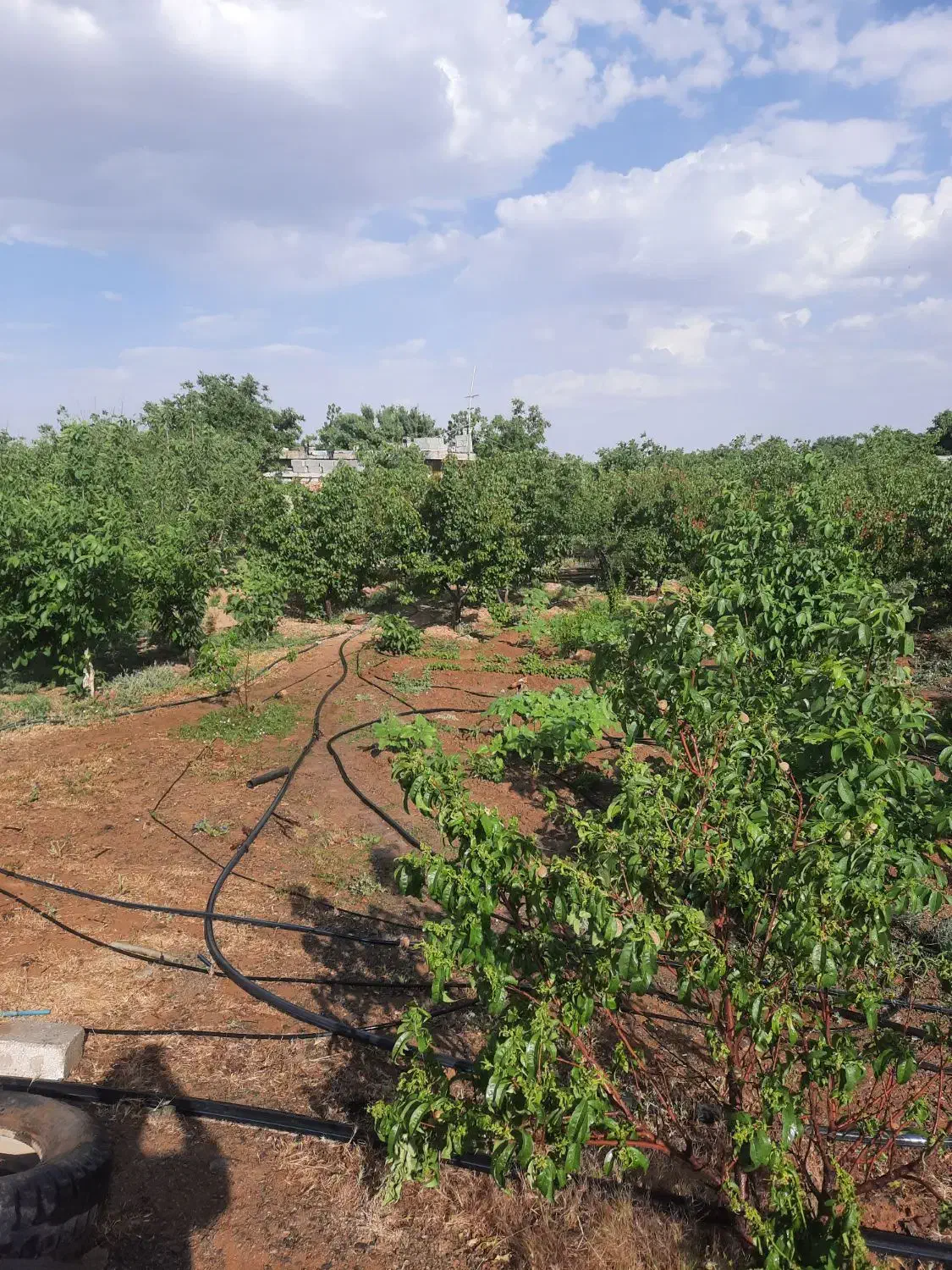 زمین با مجوز گلخانه|فروش دفتر صنعتی، کشاورزی، تجاری|تیران, |دیوار