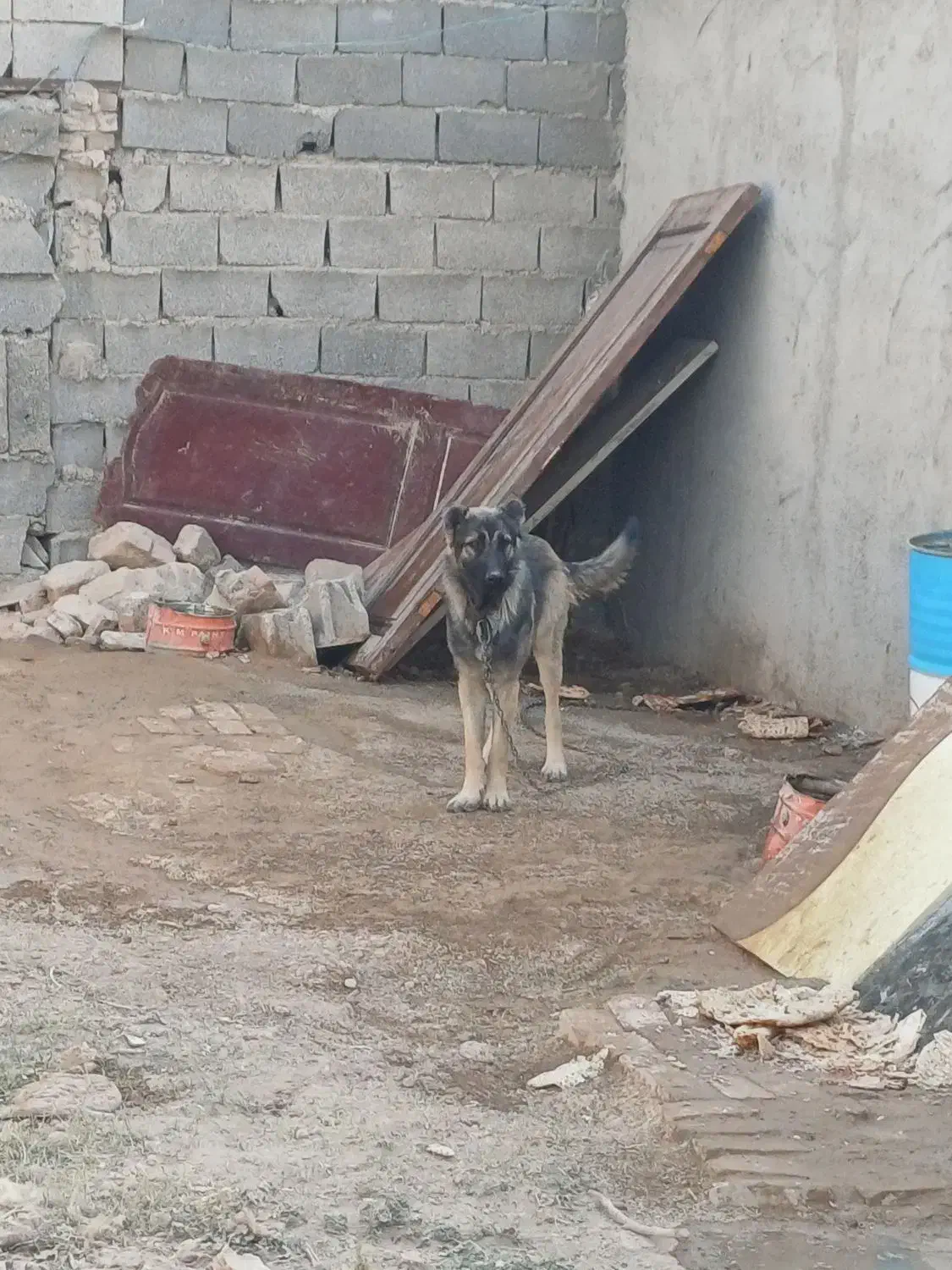 سگ سرابی ذات قدیم|سگ|چهاردانگه (تهران), |دیوار