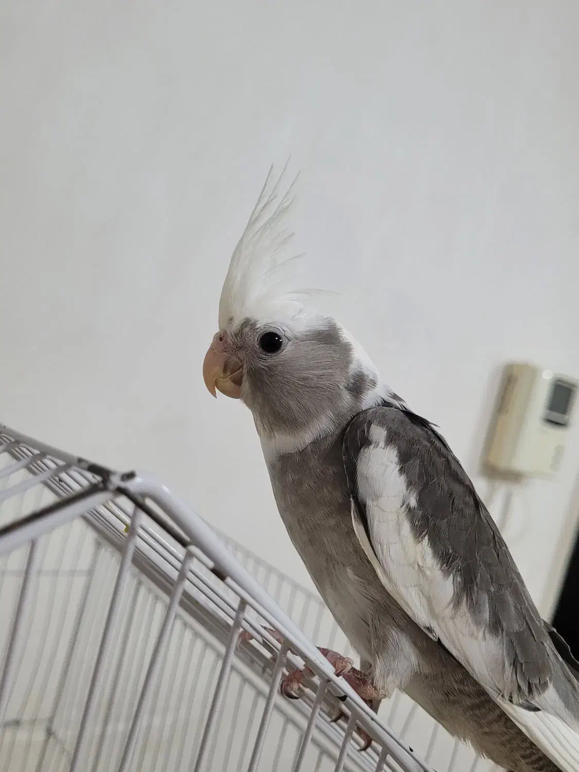 عروس هلندی آلبینو|پرنده|رشت, نیکمرام|دیوار