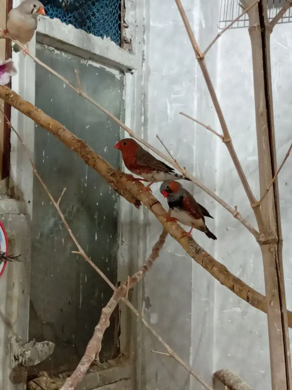 فنج|پرنده|کرج, حصارک بالا|دیوار