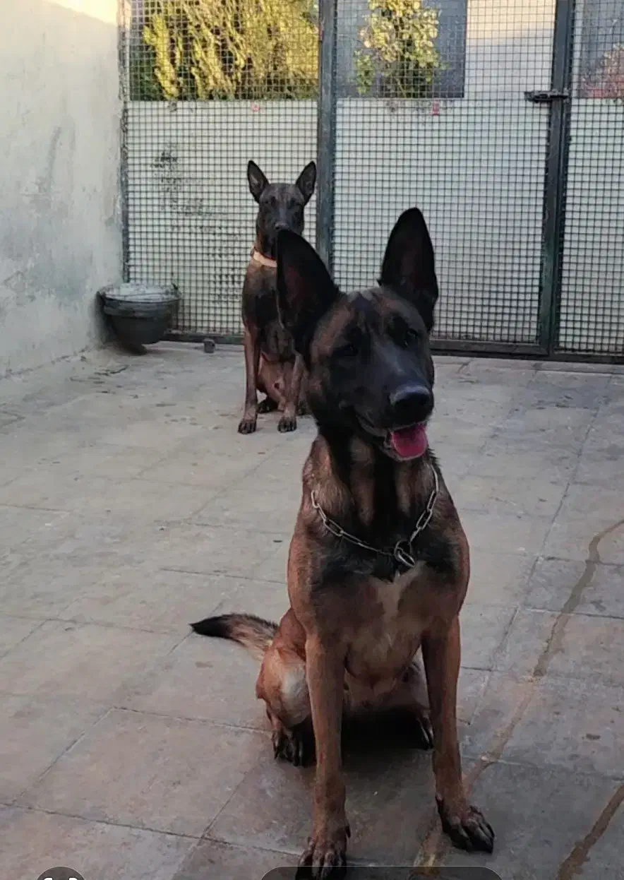 مالینویز|سگ|بومهن, |دیوار