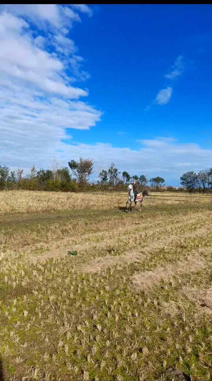 نریان|اسب و تجهیزات اسب‌سواری|رضوانشهر, |دیوار