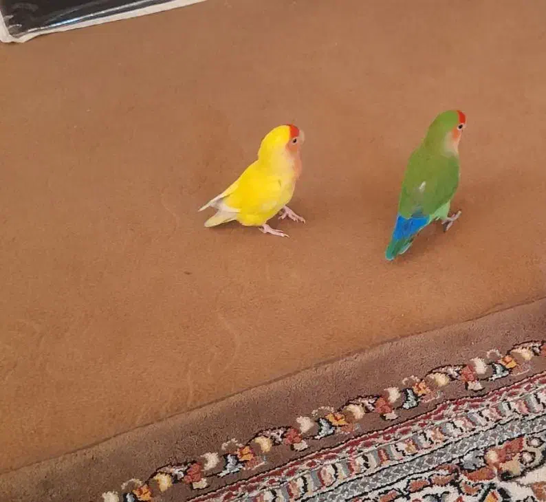 کوتوله بریزیلی نرو ماده|پرنده|قم, شهرک فاطمیه|دیوار