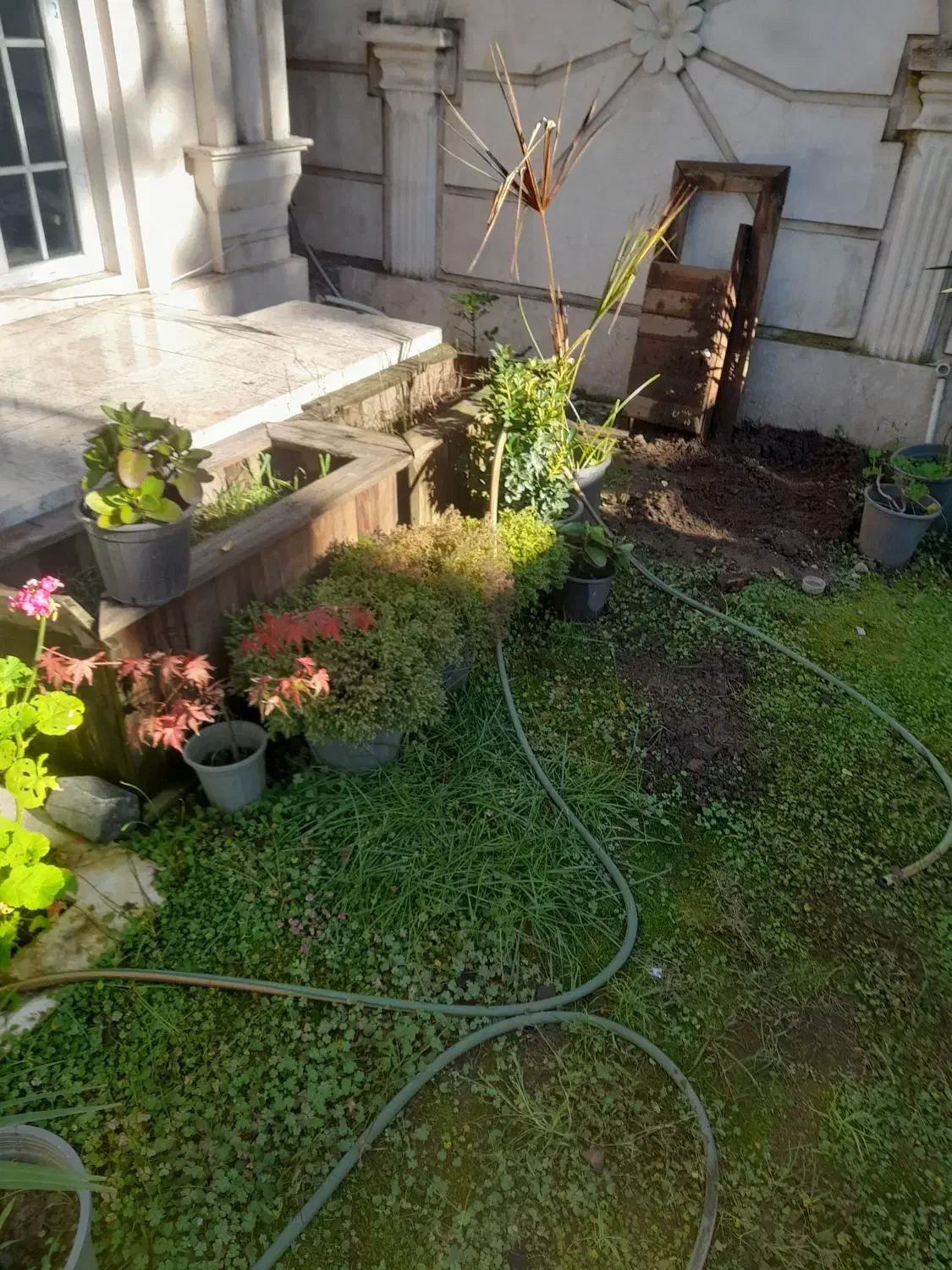 گلهای بیرونی|گل و گیاه طبیعی|عباس‌آباد, |دیوار