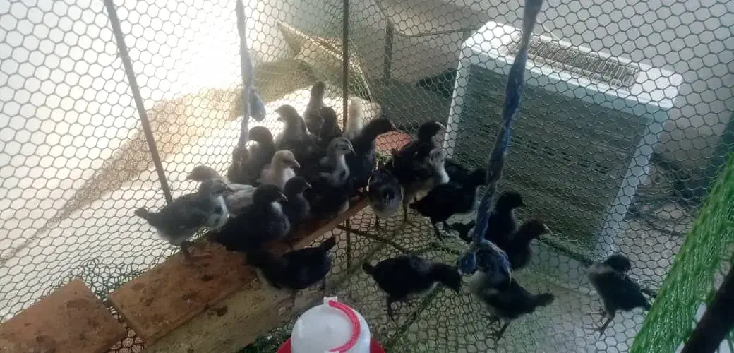 جوجه محلی اصل|حیوانات مزرعه|بندر دیر, |دیوار