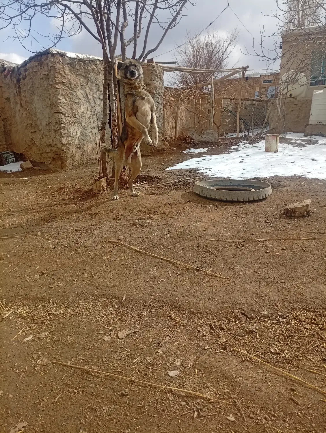 سگ نگهبان|سگ|خنداب, |دیوار