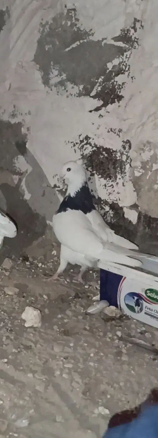 کفتر یا کبوتر|پرنده|محمدشهر, یزدیها|دیوار