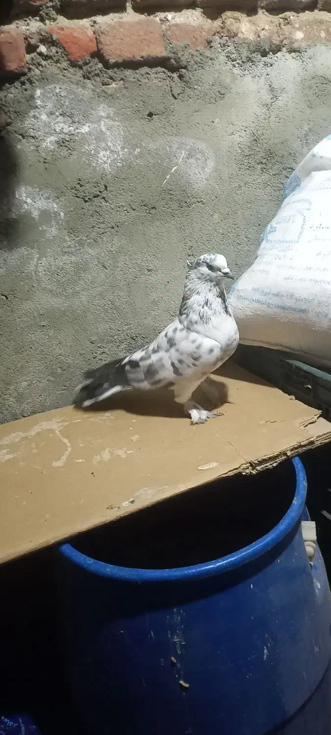 ۳۰۰|پرنده|نقده, |دیوار