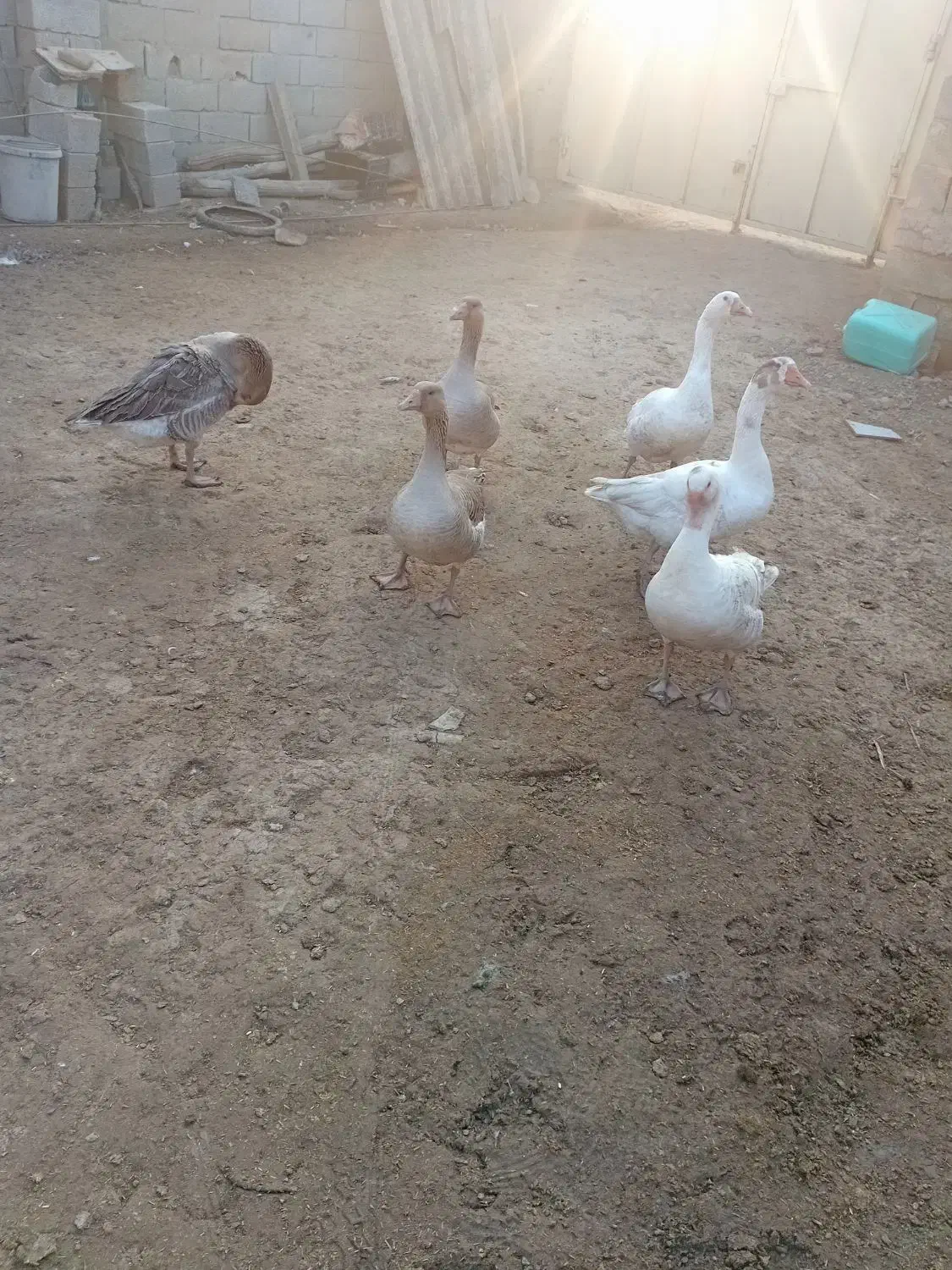 قاز|حیوانات مزرعه|گنبد کاووس, |دیوار