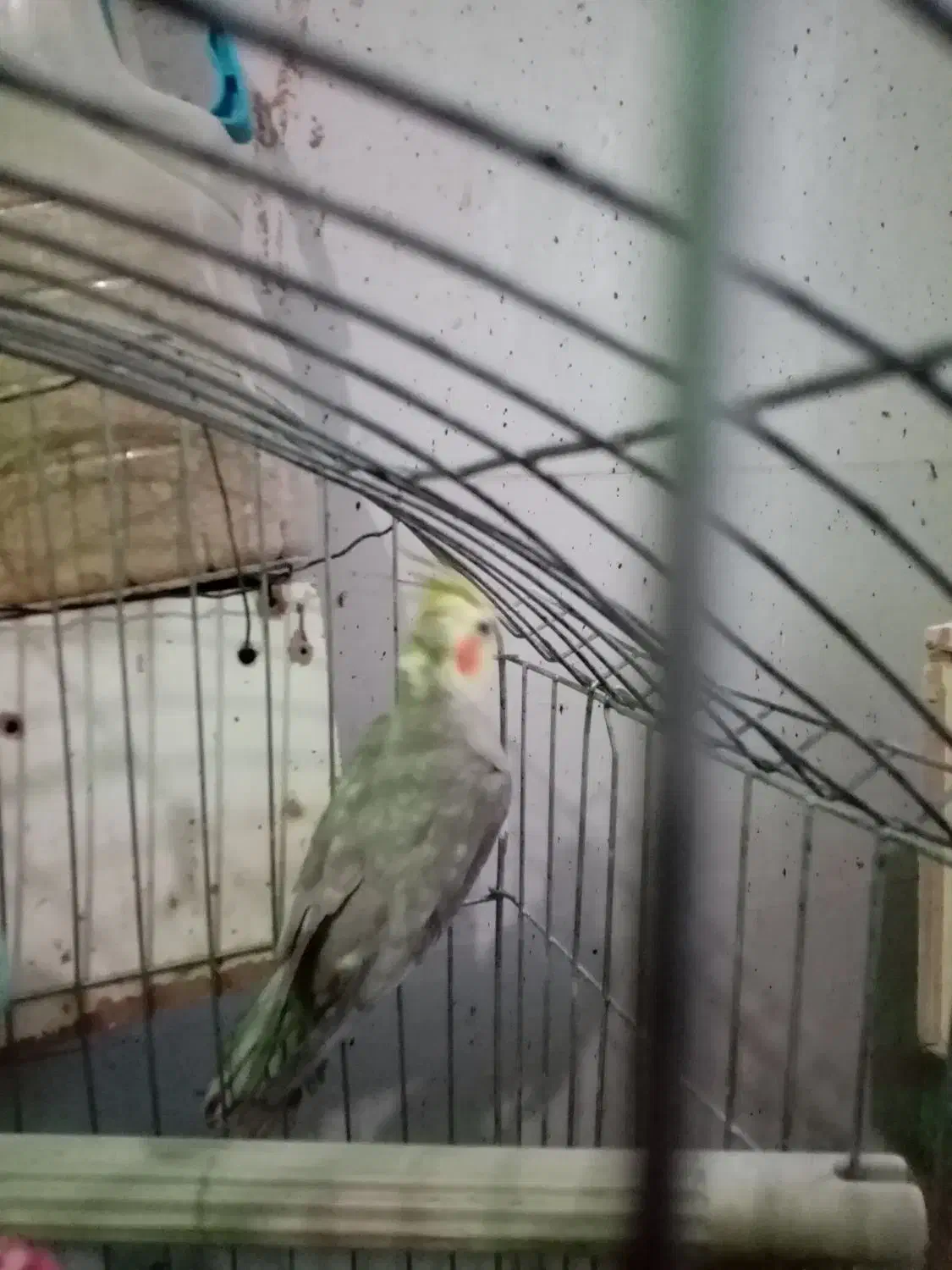 عروسی هلندی|پرنده|محمدشهر, محمدشهر|دیوار