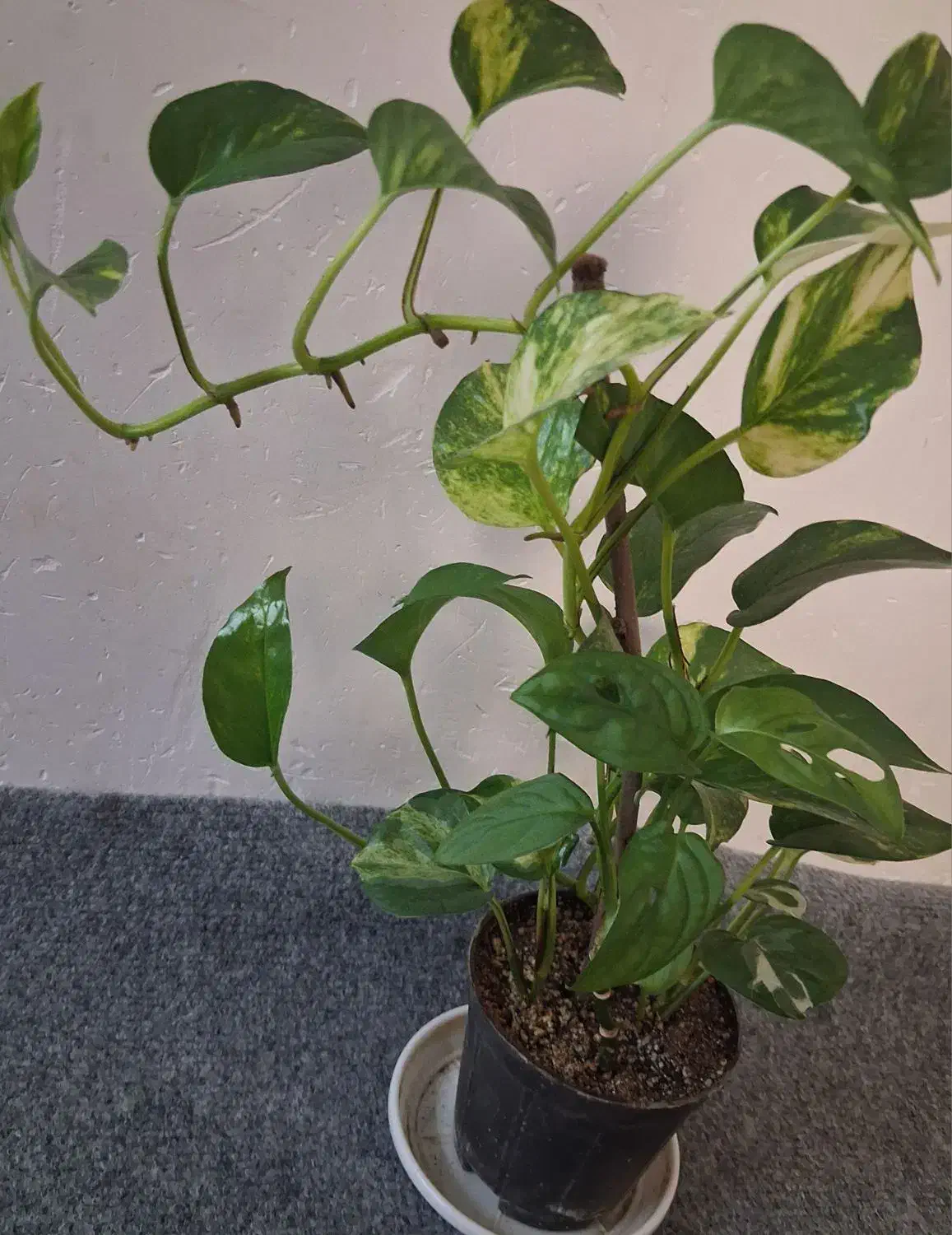 400تومن|گل و گیاه طبیعی|آمل, |دیوار