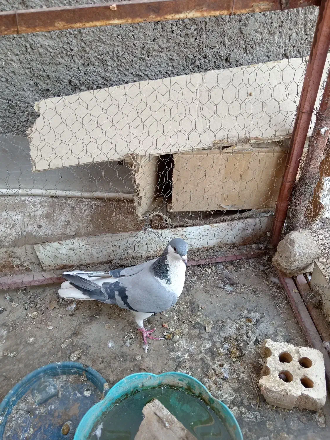 کبوتر|پرنده|اصفهان, پوریای ولی|دیوار