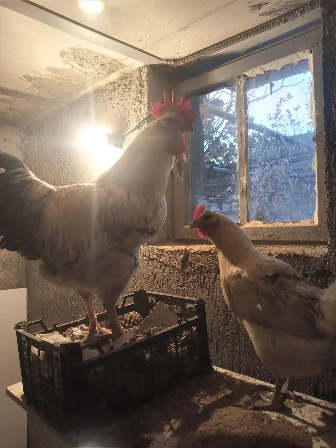 مرغ وخروس|حیوانات مزرعه|کنگاور, |دیوار