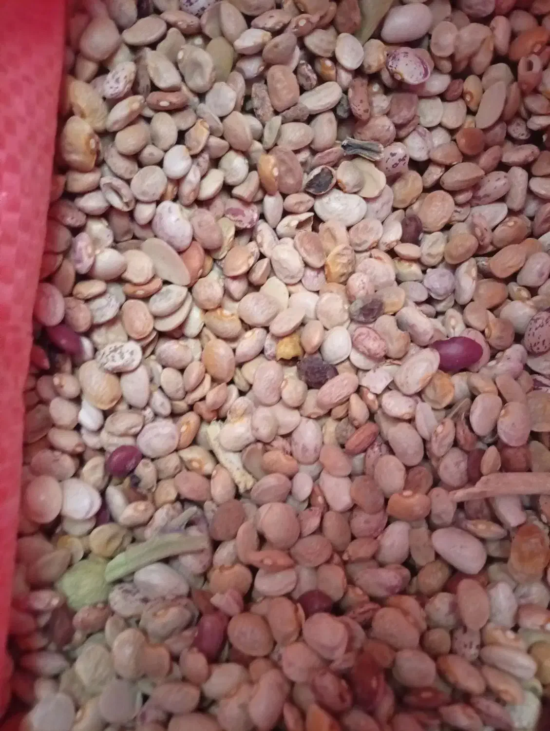 لوبیا چیتی آشی|خوردنی و آشامیدنی|شیراز, کوشک میدان|دیوار