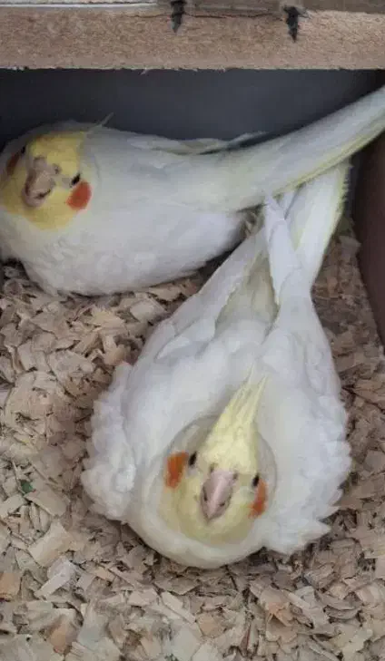 عروس هلندی|پرنده|تایباد, |دیوار