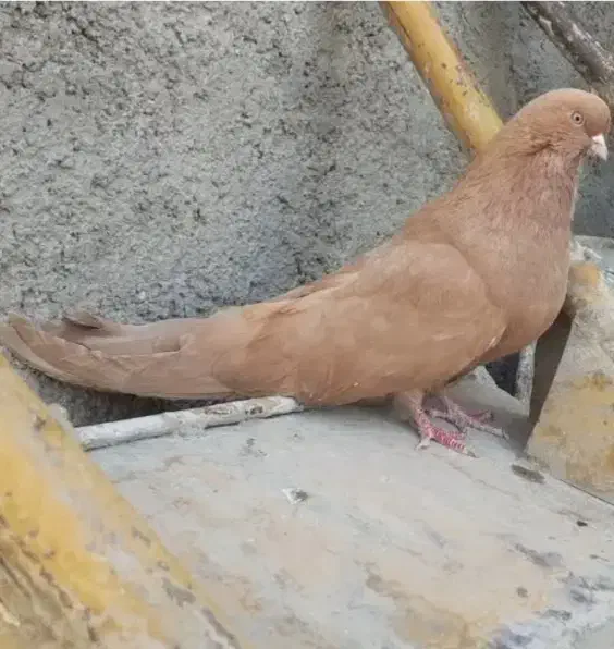 جفت لیمویی قطعه آلرام|پرنده|کشاورز, |دیوار