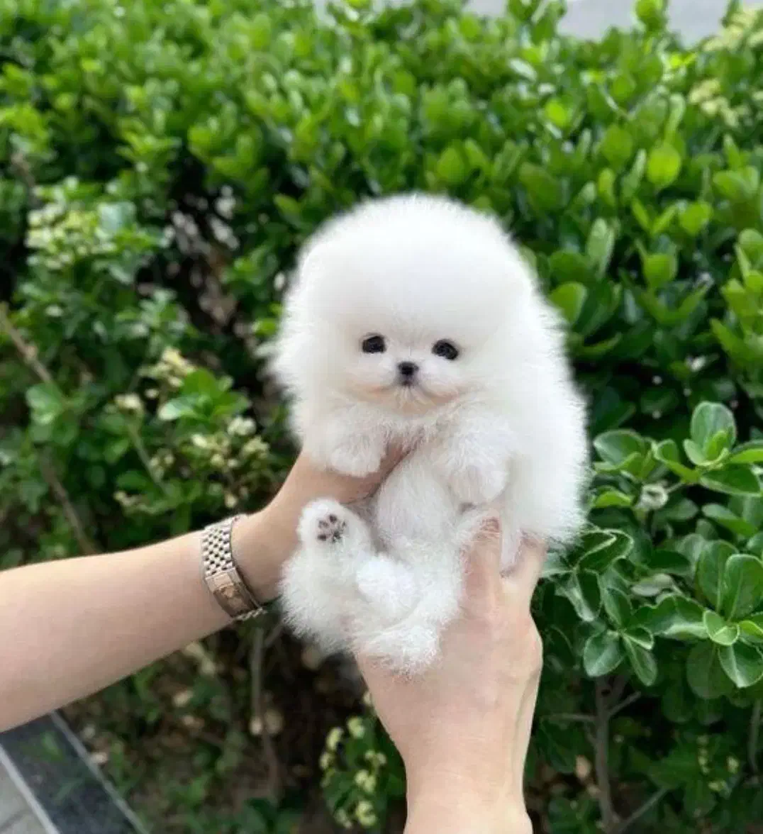 سگ فنجونی|سگ|اصفهان, باغ دریاچه|دیوار