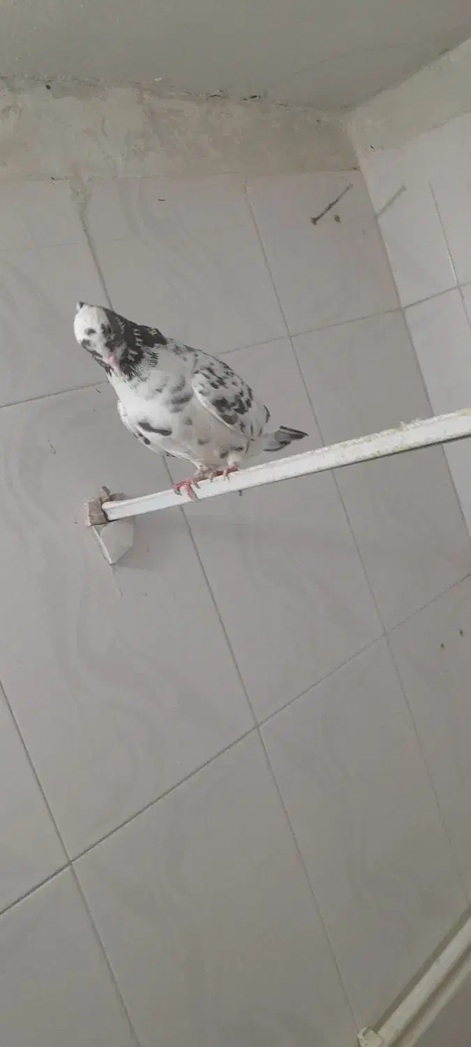 کفتر|پرنده|سبزوار, امام خمینی (ناوی)|دیوار