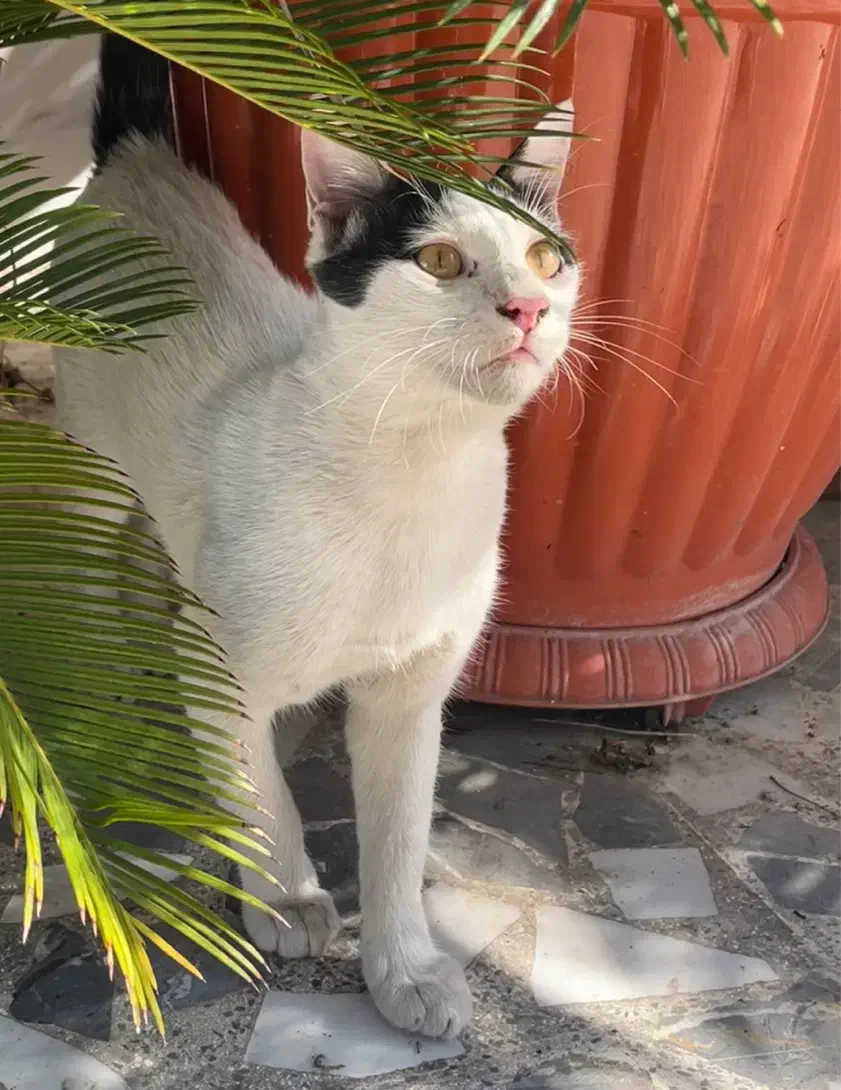 گربه گمشده|حیوانات|رشت, آب و برق|دیوار