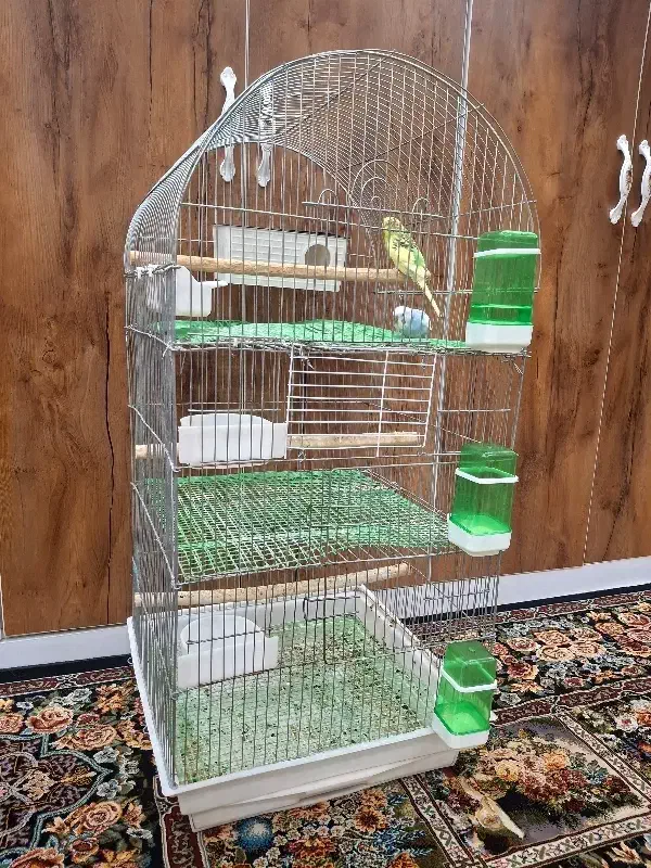 یک جفت مرغ عشق مولد با قفس بزرگ طبقه بندی شده|پرنده|آبادان, |دیوار