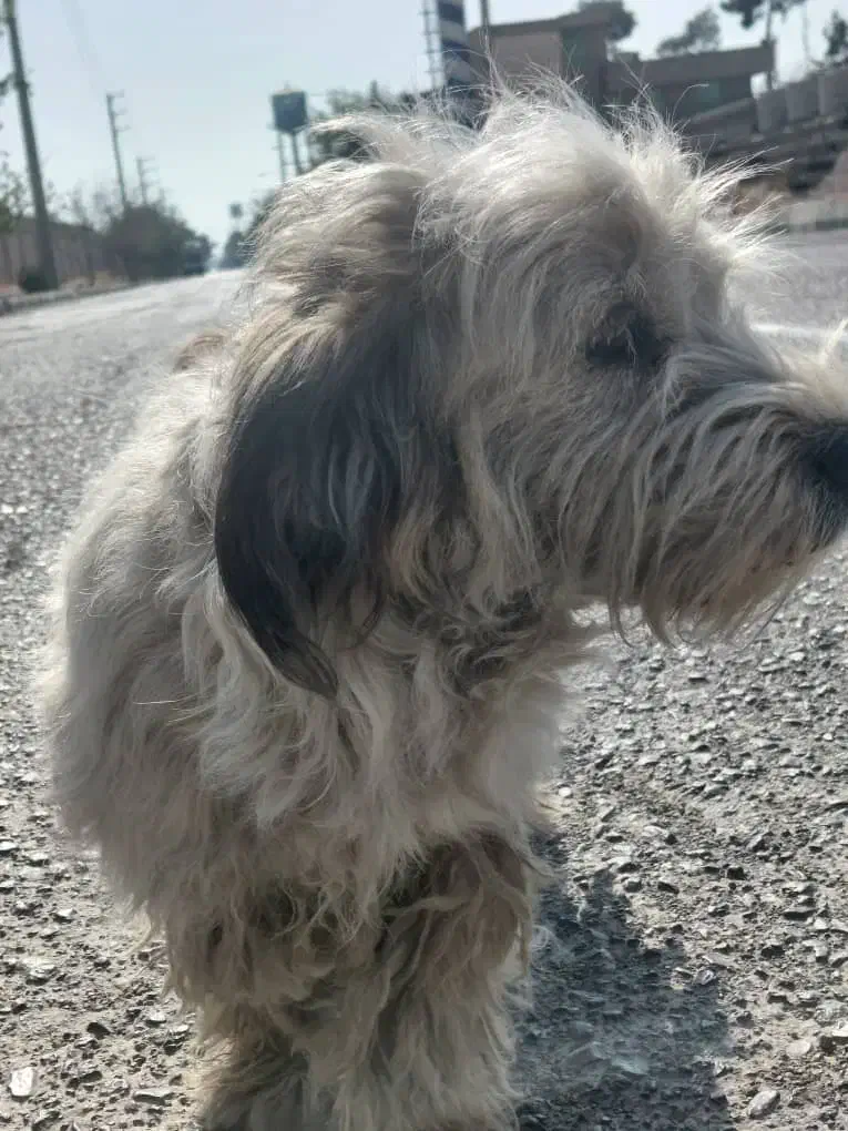 سگ پاکوتاه تریل|سگ|تهران, شادآباد|دیوار