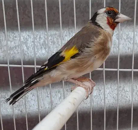 قناری سهره چهار گل جوجه قفسی مست|پرنده|مشهد, امیر آباد|دیوار