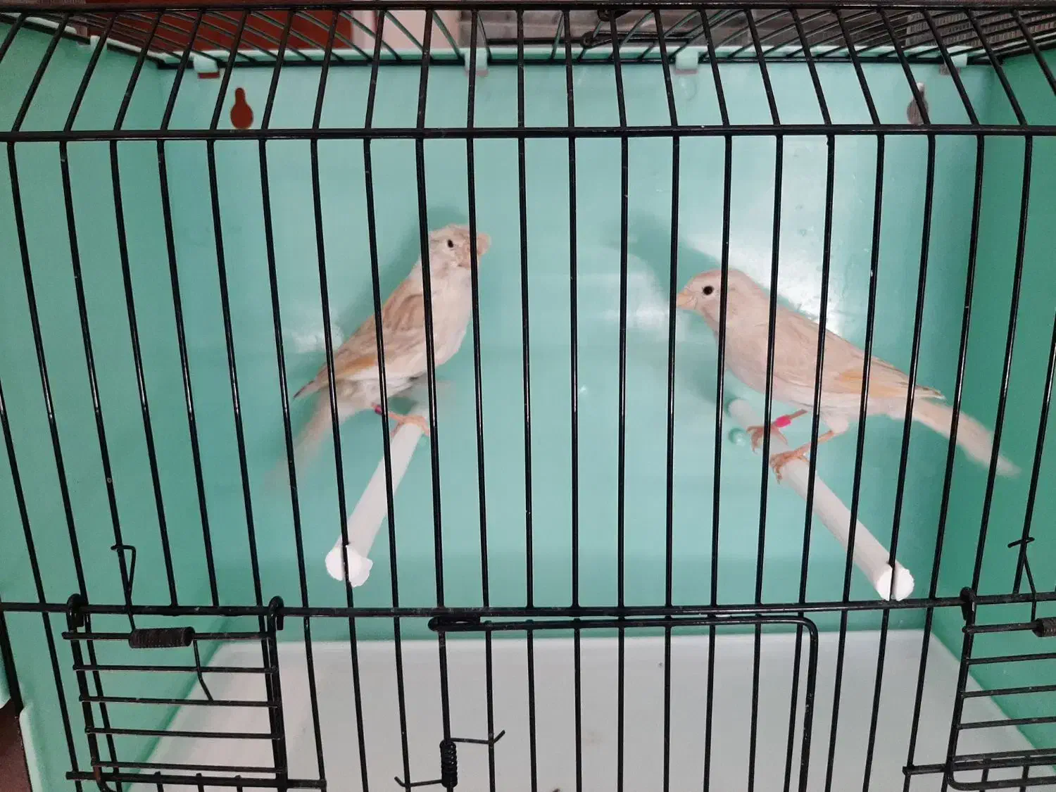 قناری ماده|پرنده|رودهن, |دیوار