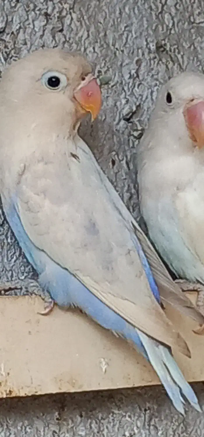 طوطی برزیلی|پرنده|مشکیندشت, |دیوار