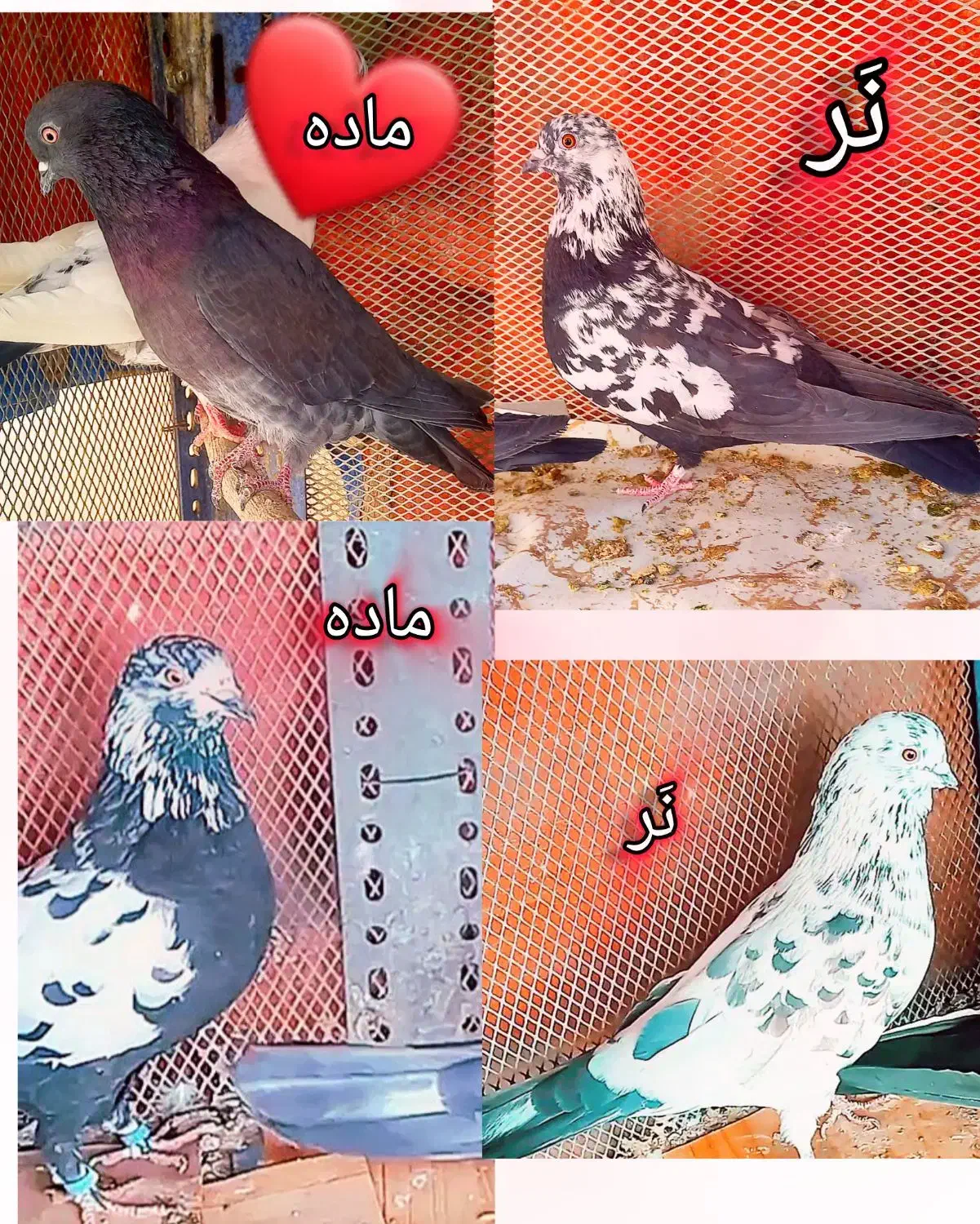 کبوتر پرشی دو جفت|پرنده|پیر بکران, |دیوار