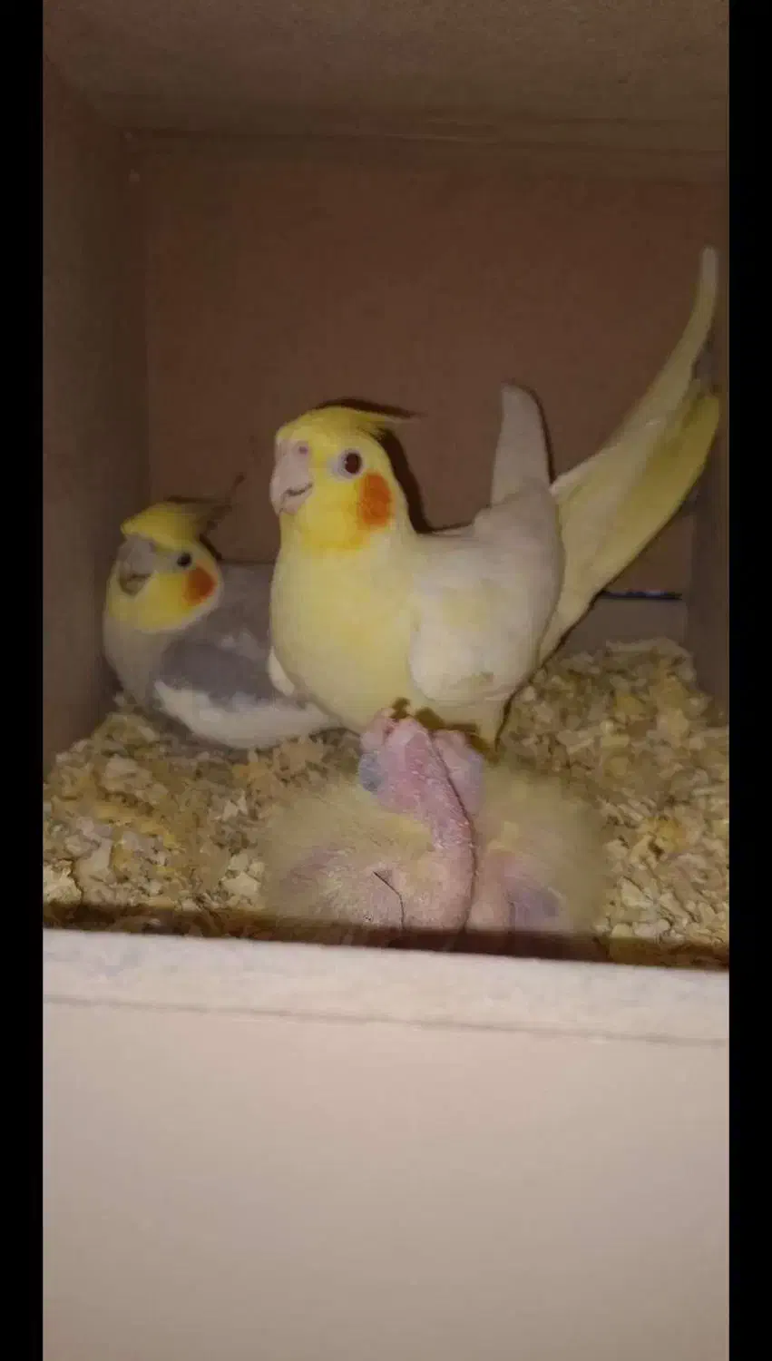 عروس هلندی|پرنده|آشخانه, |دیوار