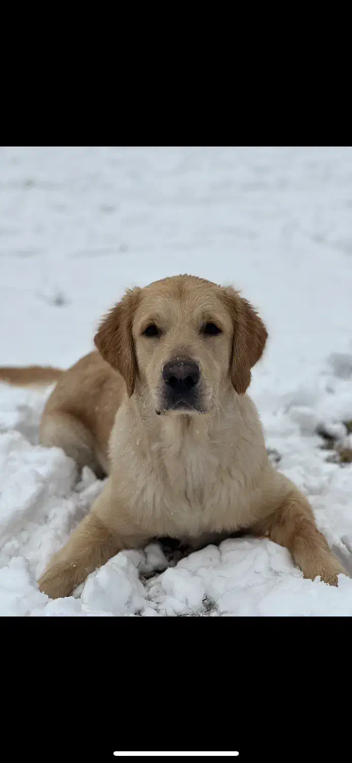گلدن رتریور|سگ|تهران, جیحون|دیوار