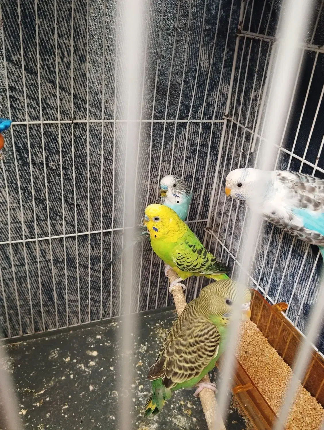 مرغ عشق|پرنده|شیروان (خراسان), |دیوار