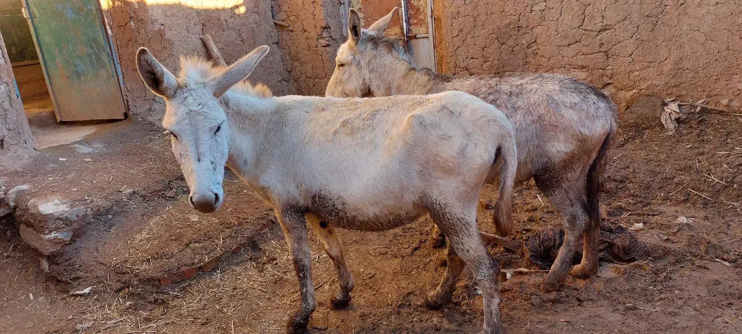 خر فروشی|حیوانات مزرعه|سارال, |دیوار