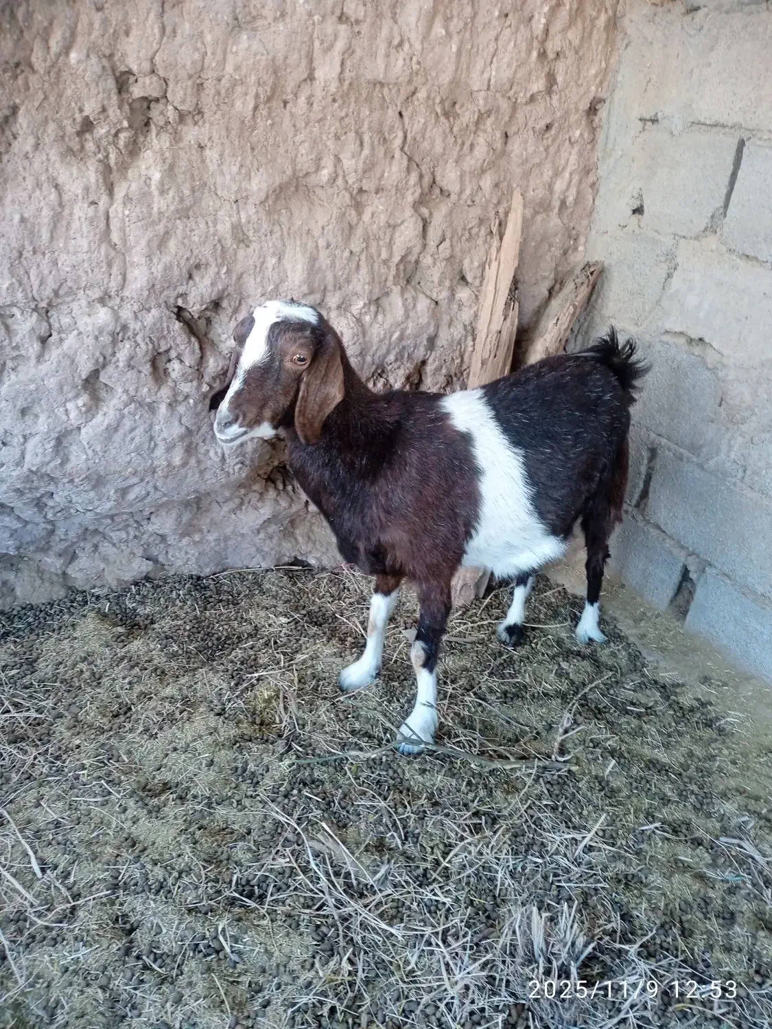 بز چاق|حیوانات مزرعه|فهرج, |دیوار