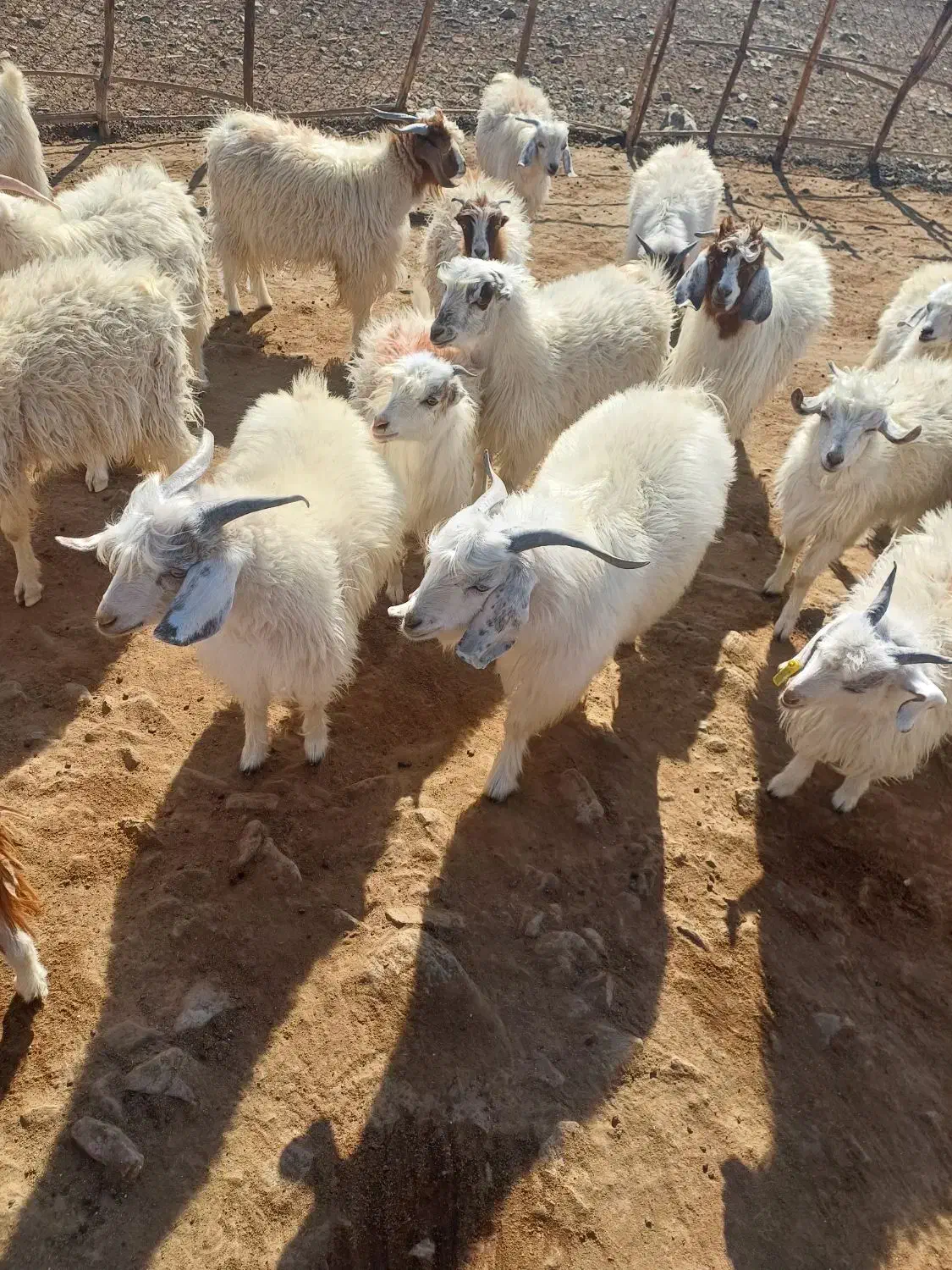 فروشی|حیوانات مزرعه|چاه مرید, |دیوار