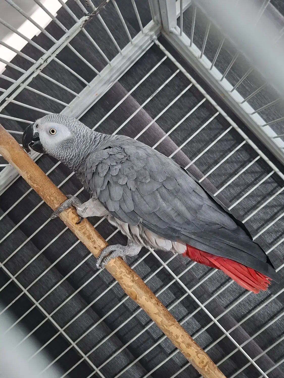 کاسکو سخنگو نر|پرنده|رشت, پیرسرا|دیوار