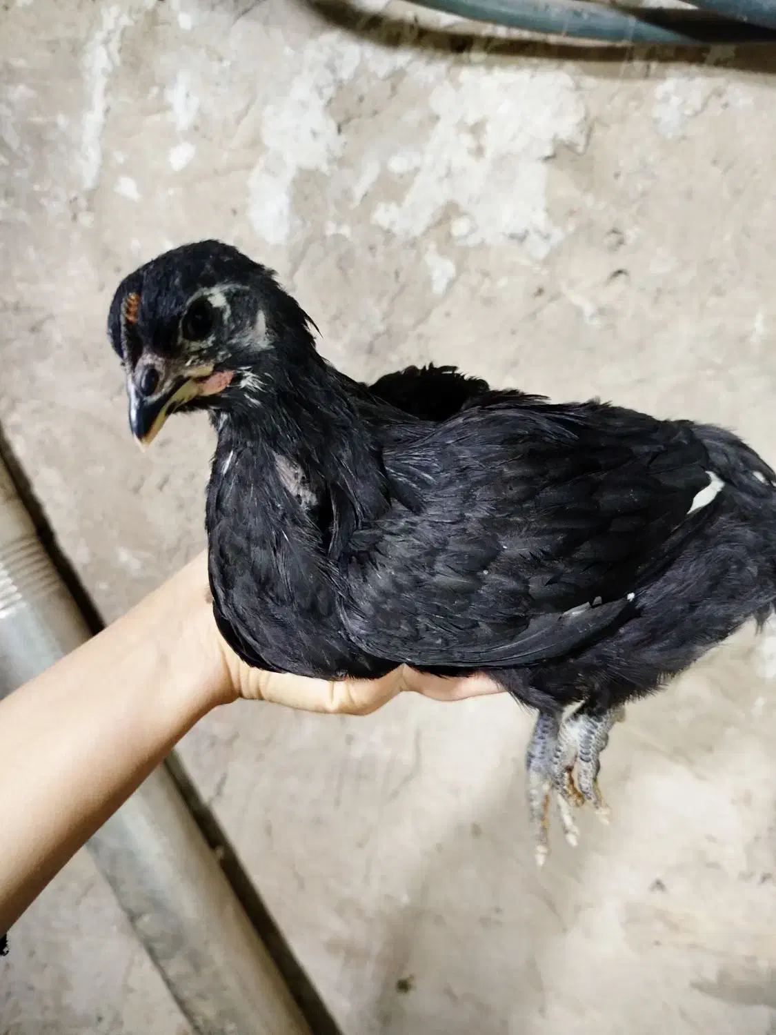 جوجه استرالوپ مشکی|حیوانات مزرعه|همدان, |دیوار