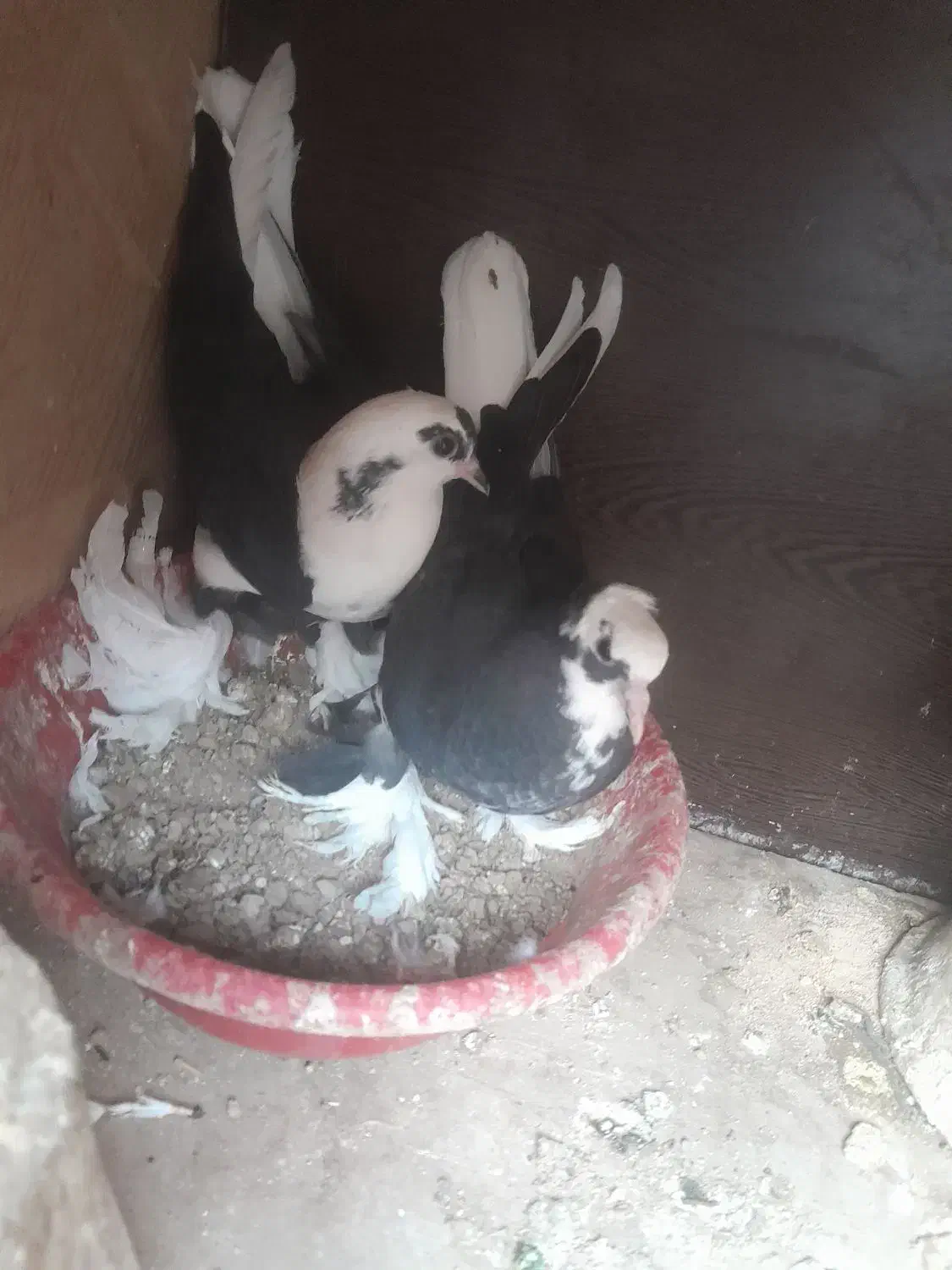 کبوتر|پرنده|تبریز, |دیوار