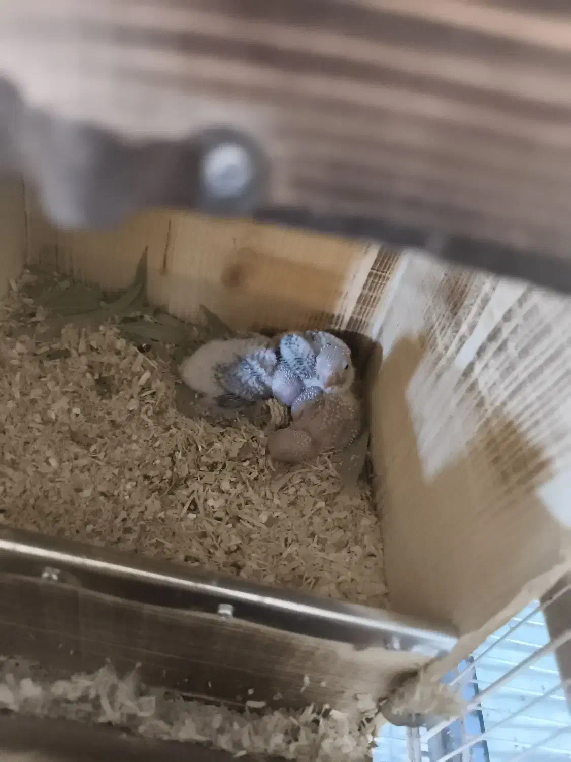 گرین چیک در خرامه|پرنده|خرامه, |دیوار