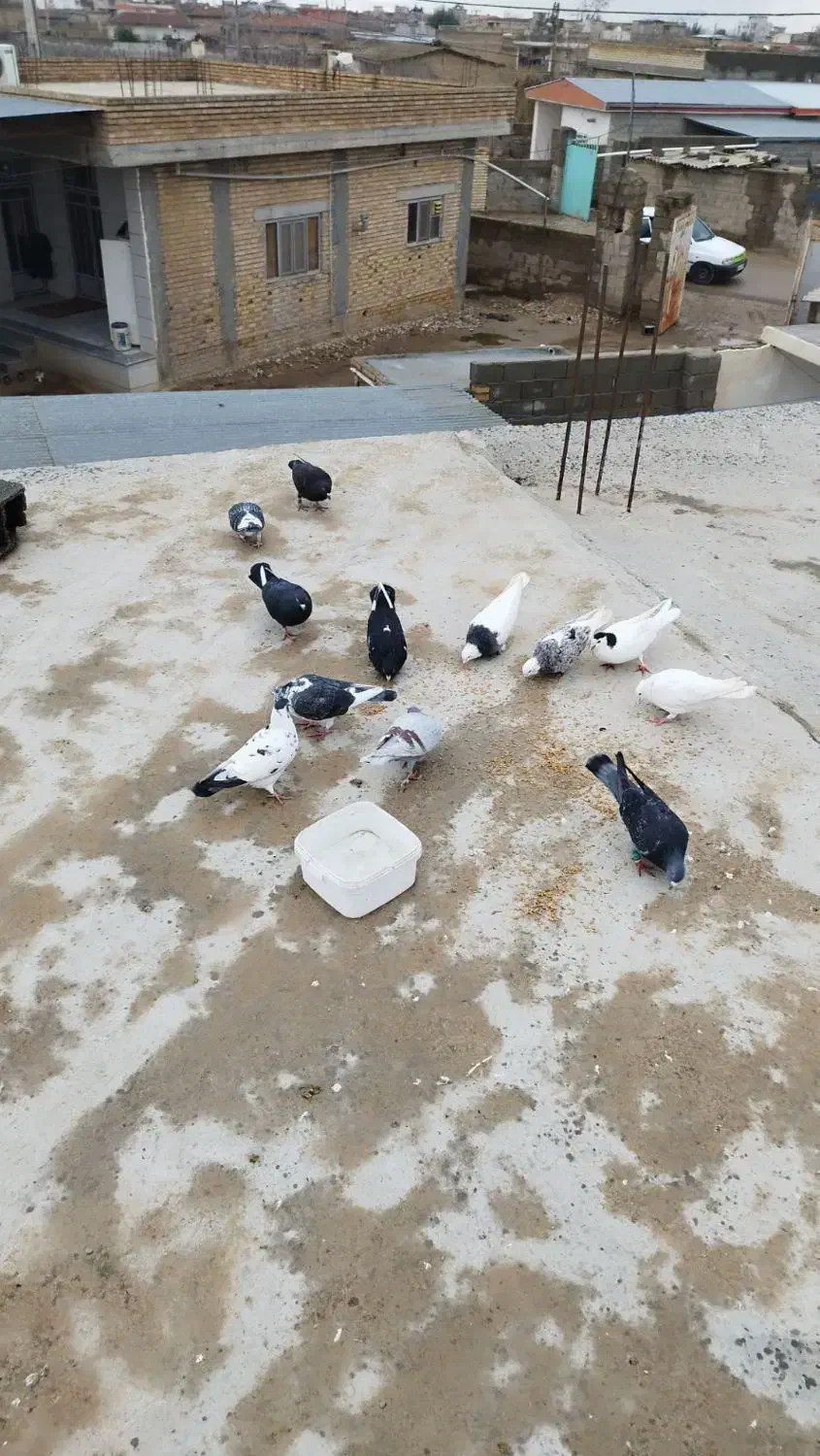 کبوتر رنگی|پرنده|گنبد کاووس, |دیوار