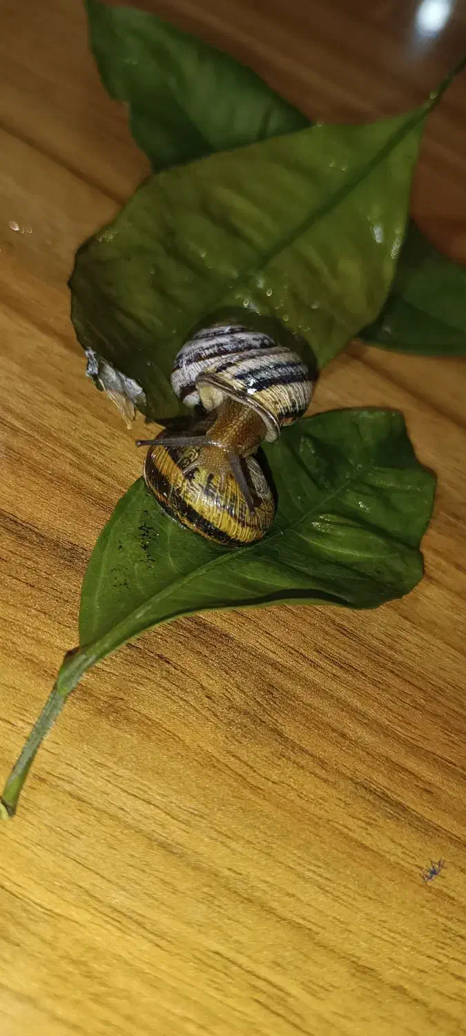 حیوان خانگی|خزنده|مشهد, شهید فرامرز عباسی|دیوار