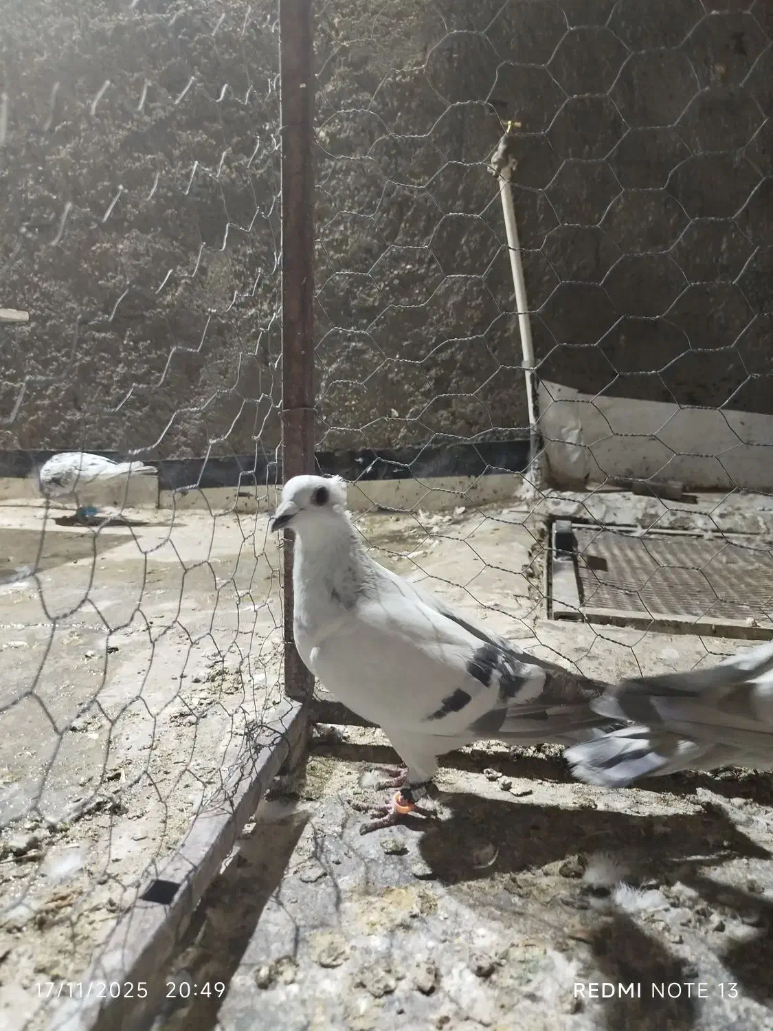 شامی کاکلی|پرنده|سبزوار, قصبه اب یمین|دیوار