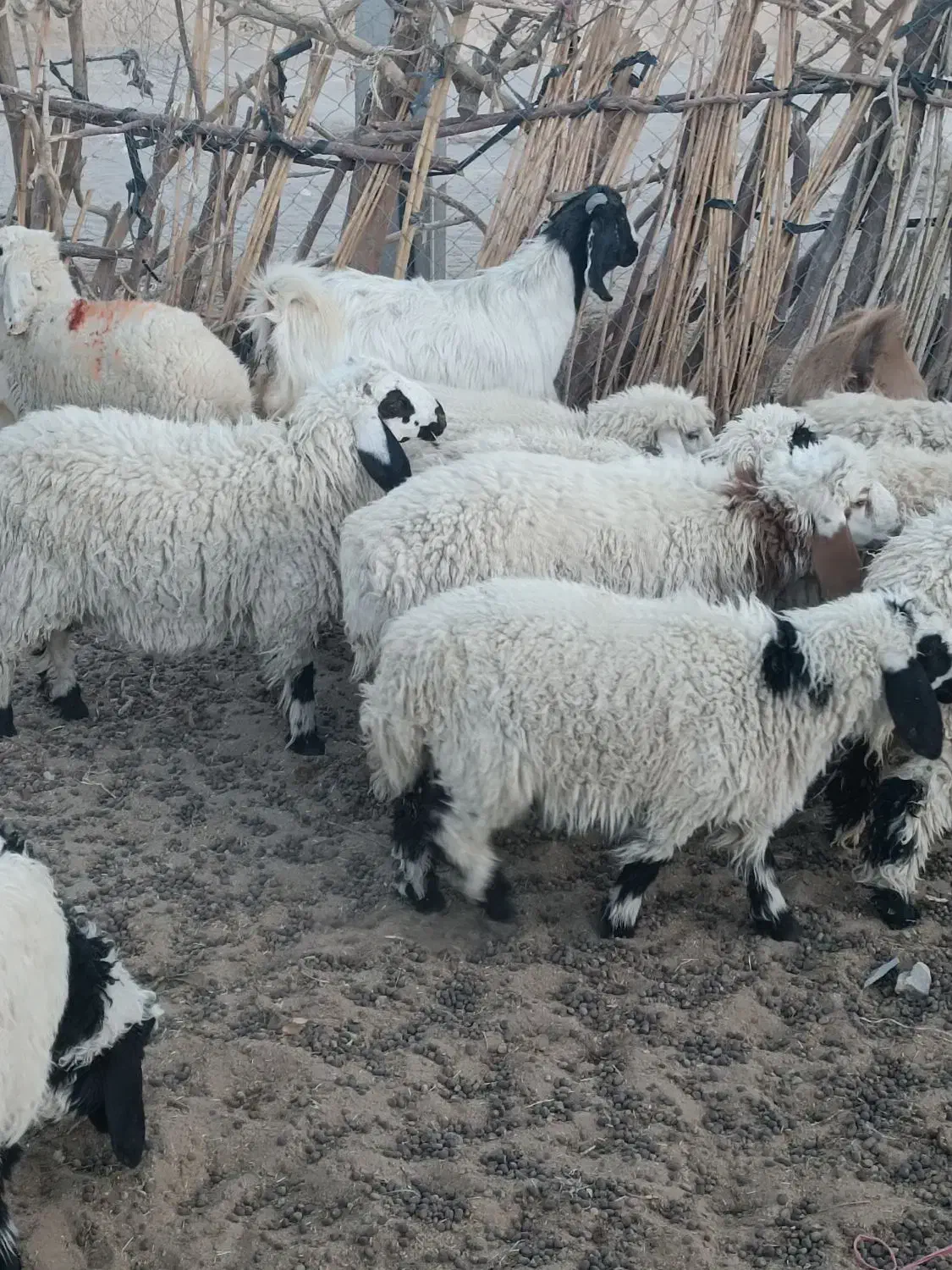 بره|حیوانات مزرعه|خاش, |دیوار