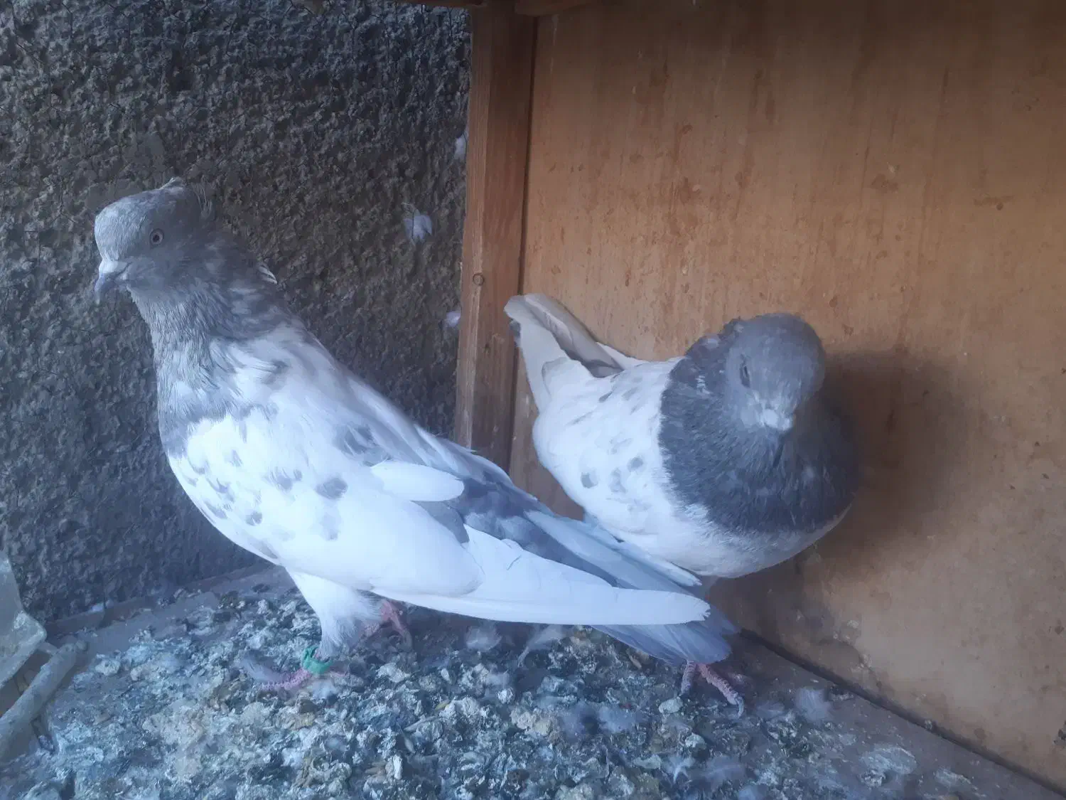 کبوتر|پرنده|ساوه, |دیوار