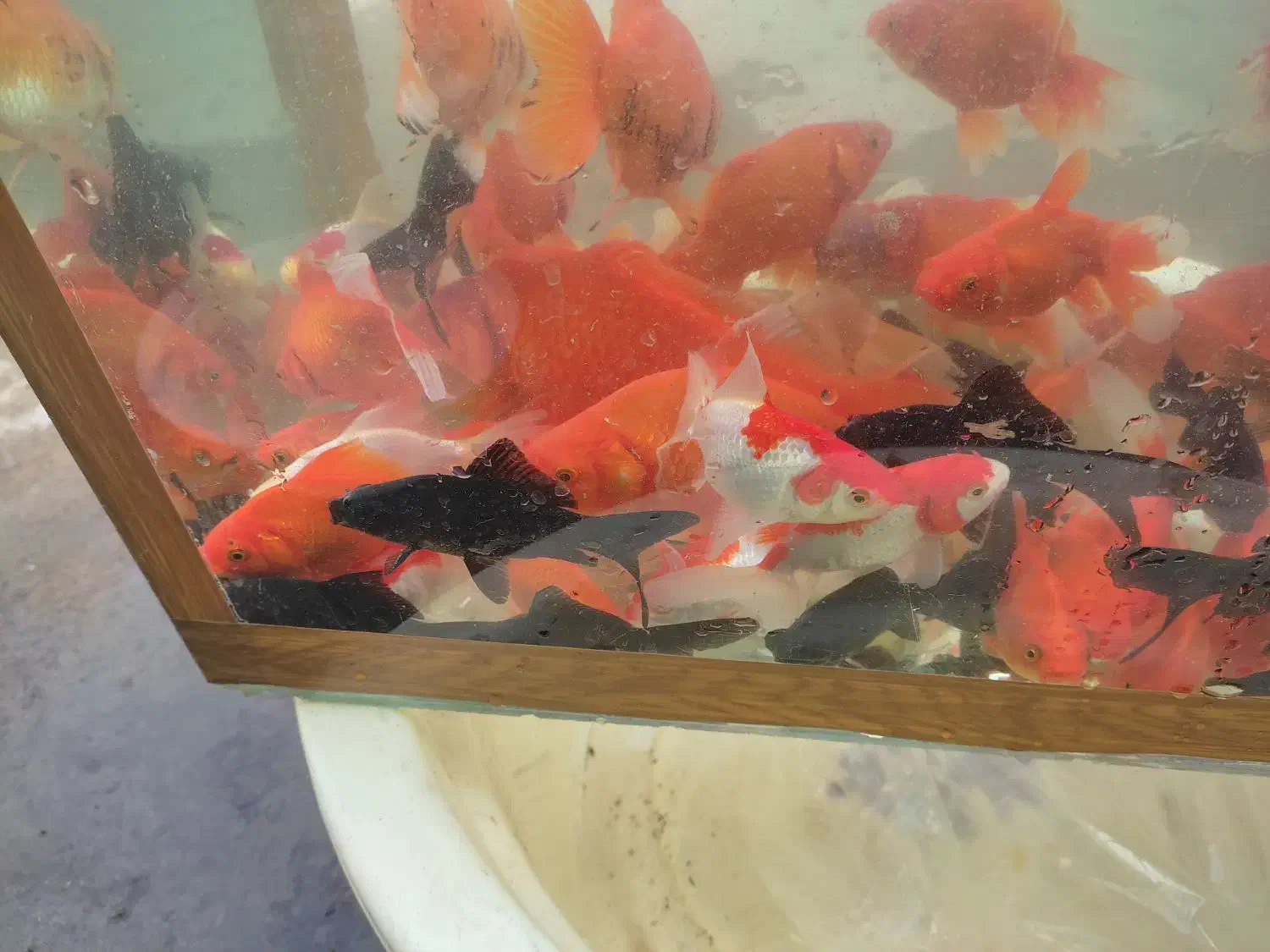 ماهی قرمز|ماهی|رامیان, |دیوار