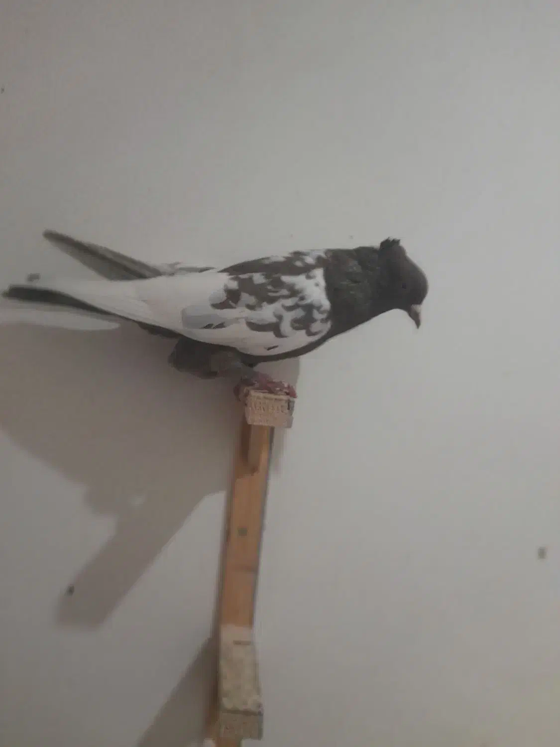 کفتر|پرنده|مشهد, آزادشهر|دیوار