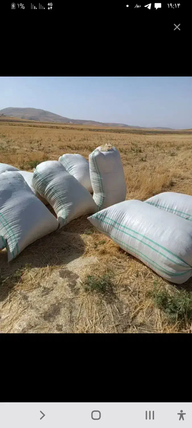 کفه گندم کاه گندم دار بار ضمانتی|لوازم جانبی حیوانات|تایباد, |دیوار